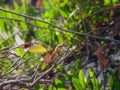 A close-up view of an Anisoptera, a close-up of a dragonfly insect Royalty Free Stock Photo